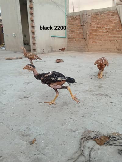Aseel mainwali