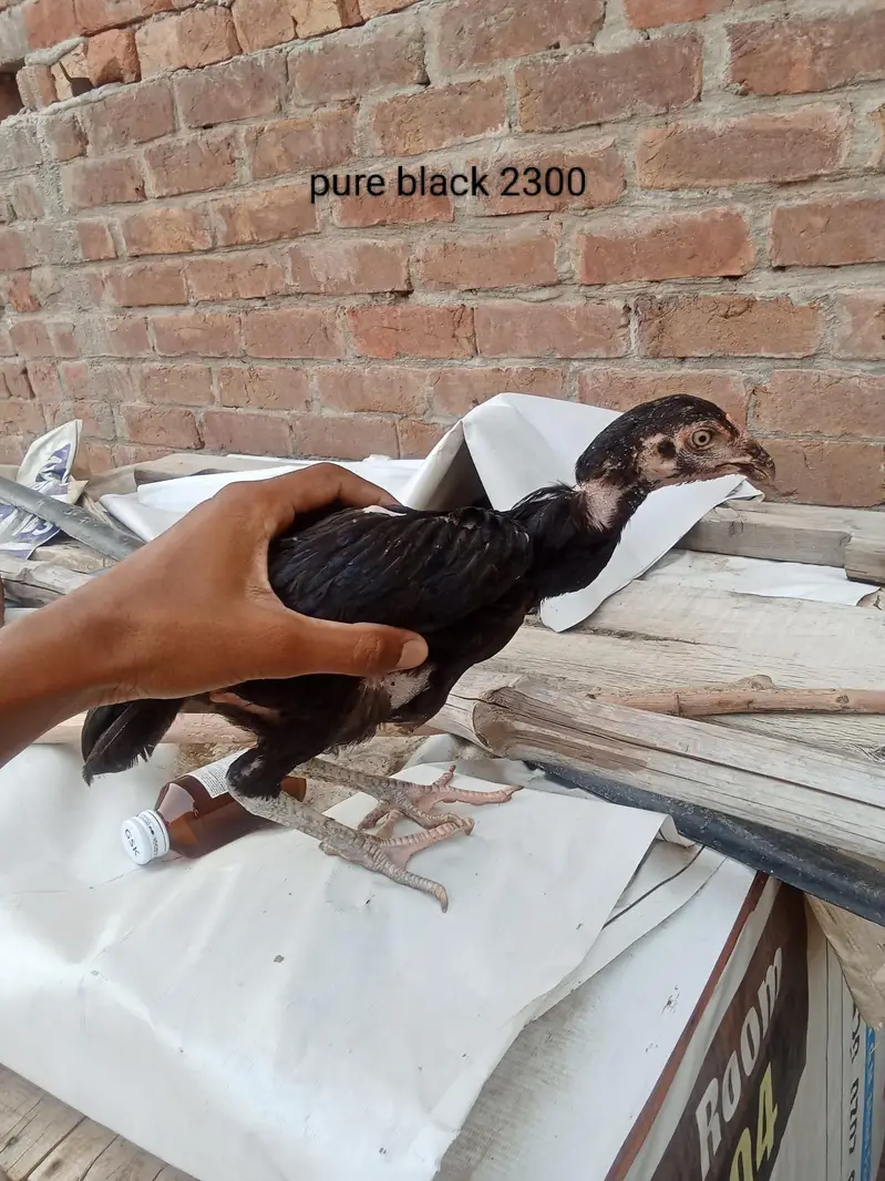 Aseel mainwali — photo 2