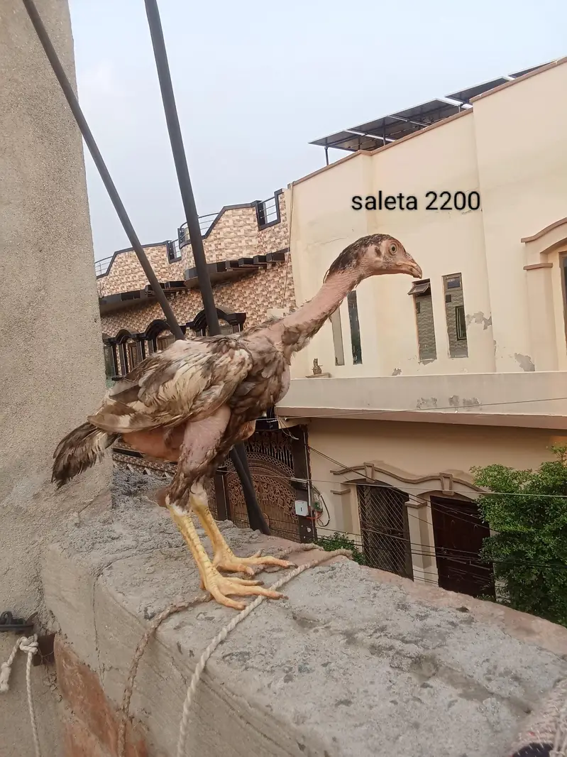 Aseel mainwali — photo 3