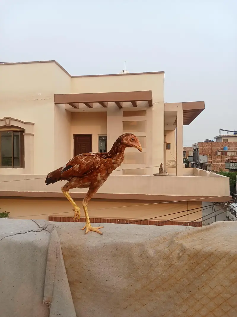Aseel mainwali — photo 4