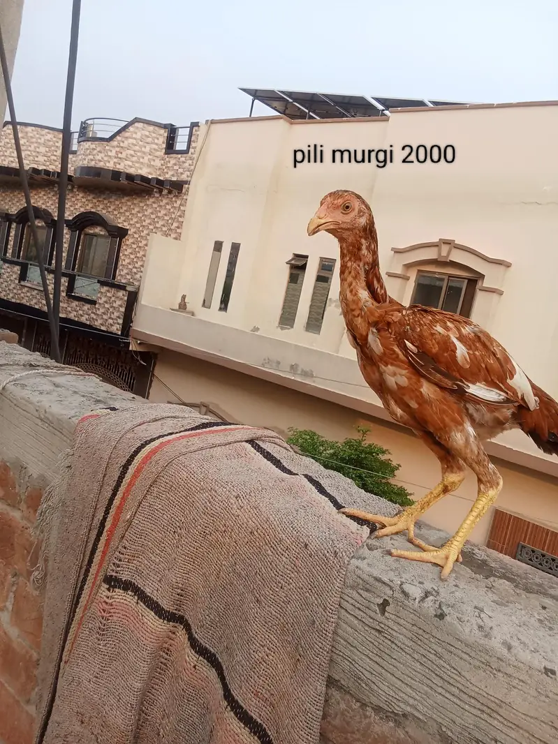 Aseel mainwali — photo 5