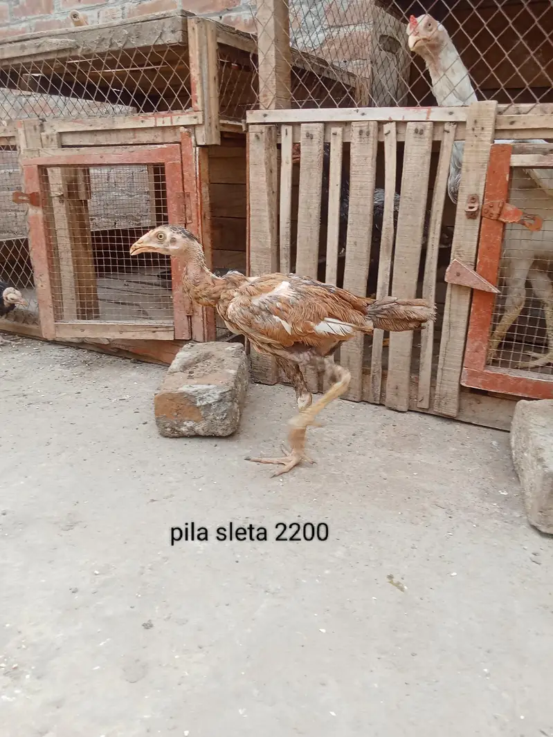 Aseel mainwali — photo 7