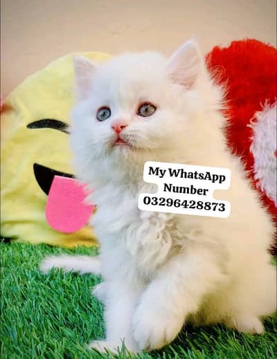 Persion Cat 2 month age for sale