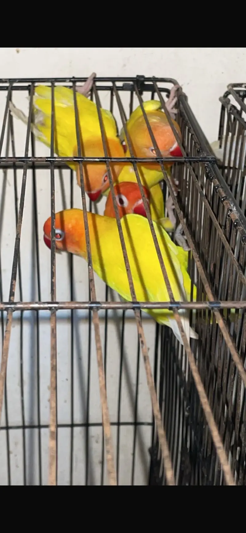 They are 21 — photo 10