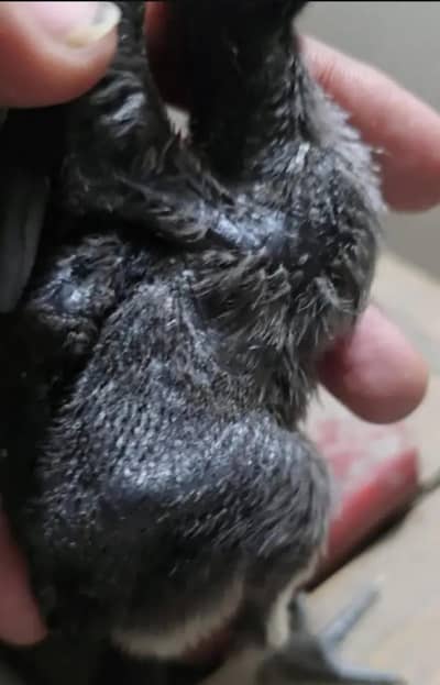 pure dragon black skin