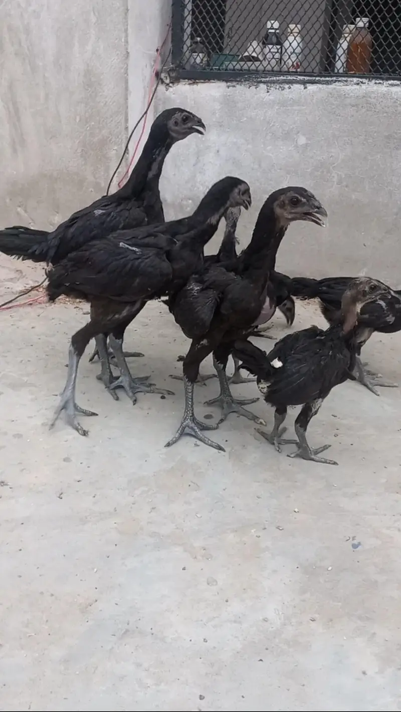 pure dragon black skin — photo 2