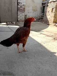 mianwali Breid