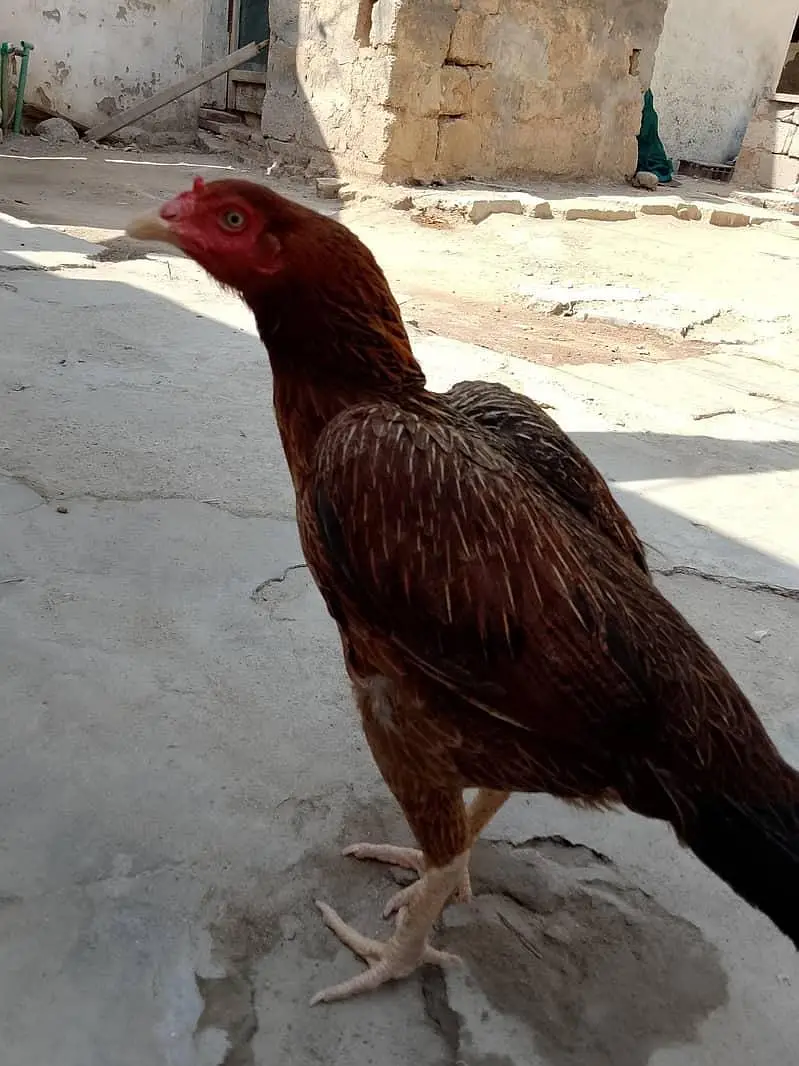 mianwali Breid — photo 3