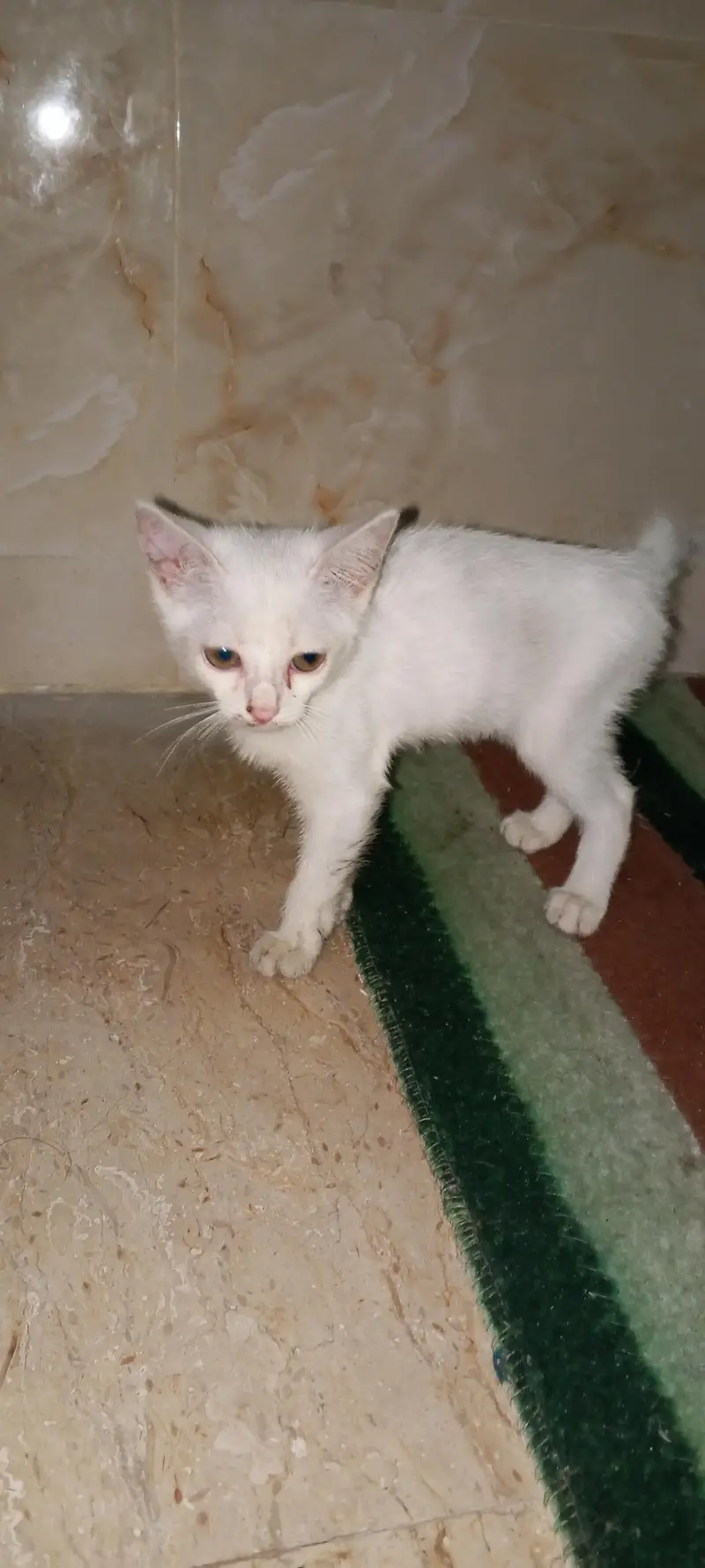Russian Cat Female baby