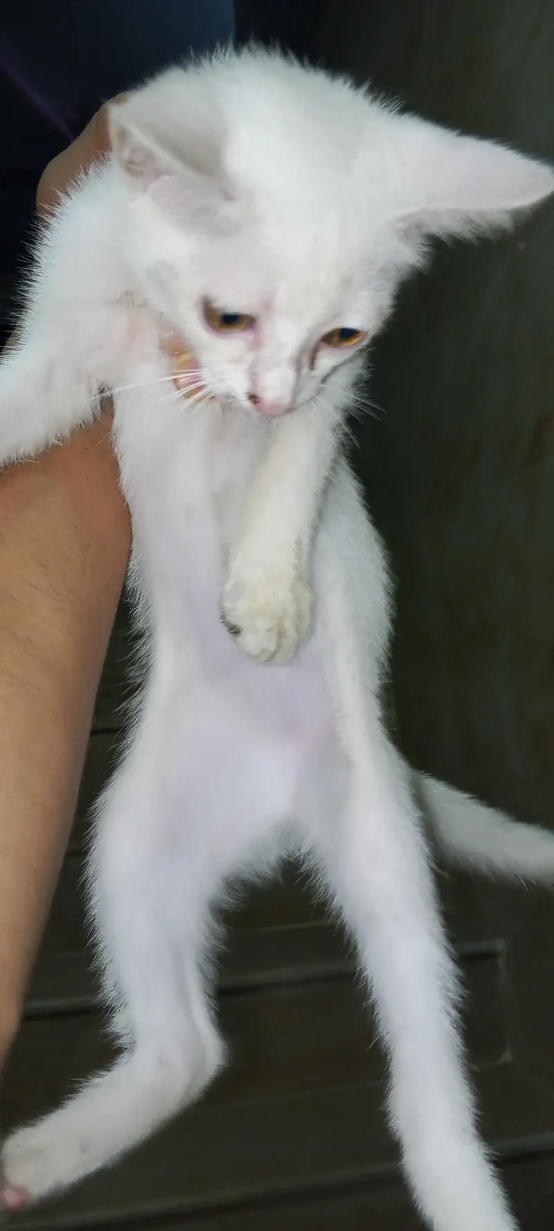Russian Cat Female baby — photo 2