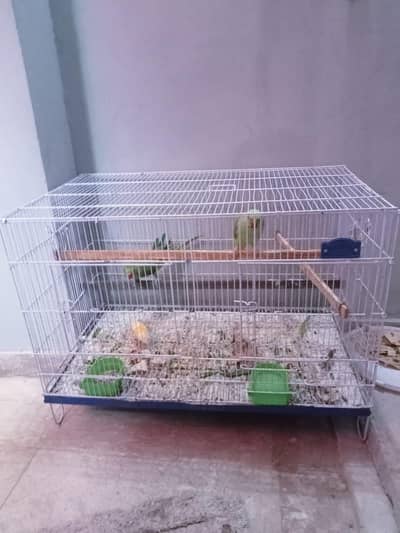 only female for sale with cage