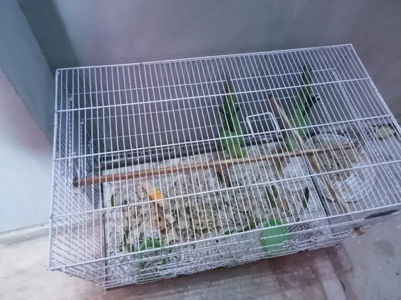 only female for sale with cage — photo 3