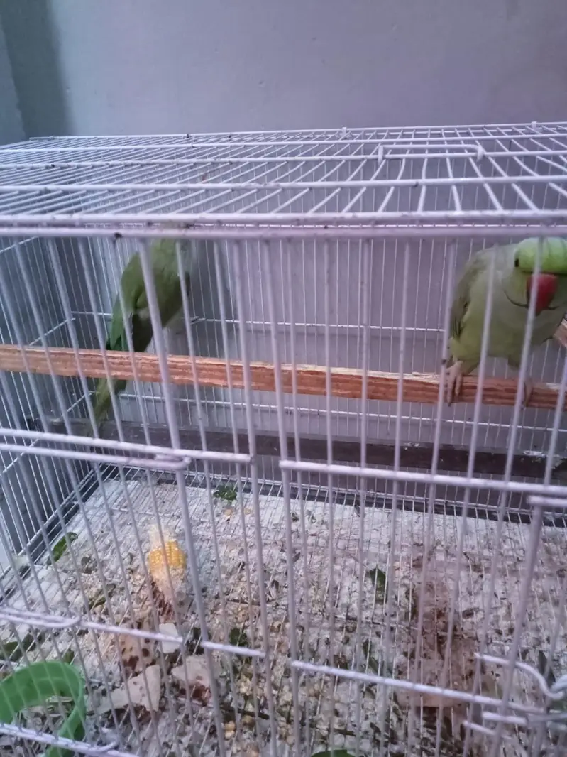 only female for sale with cage — photo 5