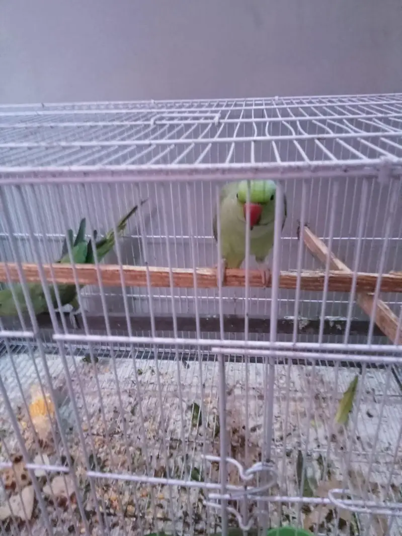 only female for sale with cage — photo 6