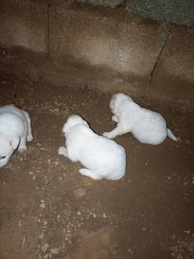 Russian dogs puppies for sale