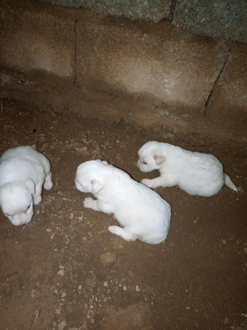 Russian dogs puppies for sale — photo 2