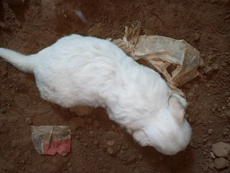 Russian dogs puppies for sale — photo 3