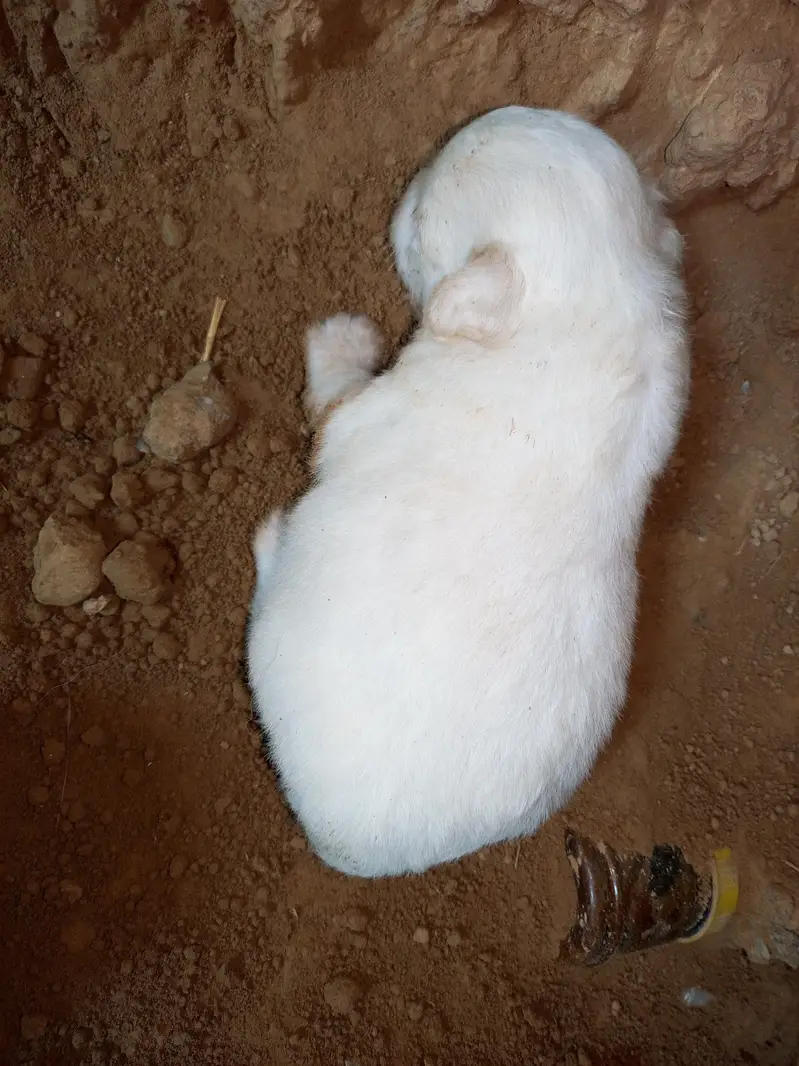 Russian dogs puppies for sale — photo 4