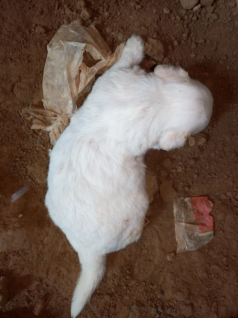 Russian dogs puppies for sale — photo 5