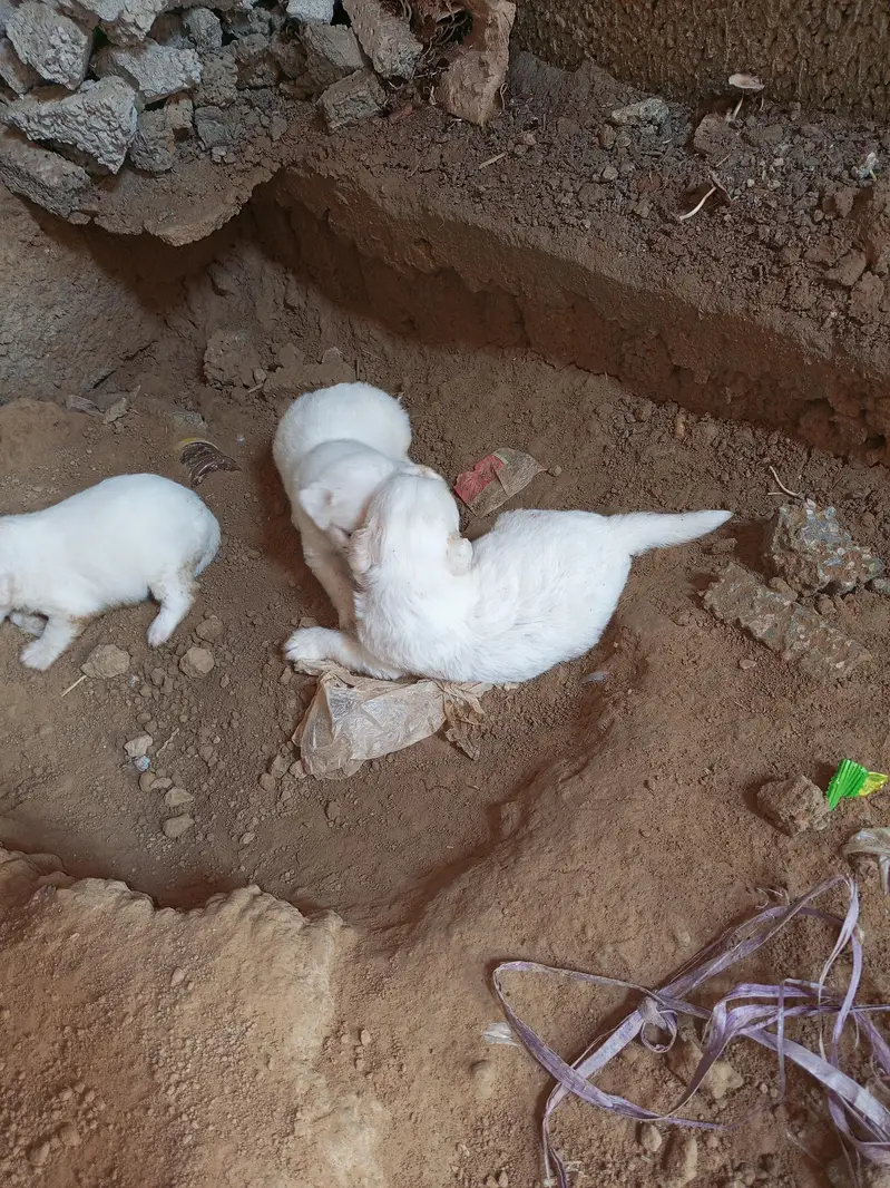 Russian dogs puppies for sale — photo 6