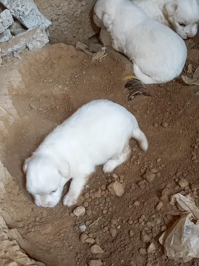 Russian dogs puppies for sale — photo 7