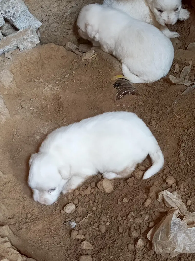 Russian dogs puppies for sale — photo 8