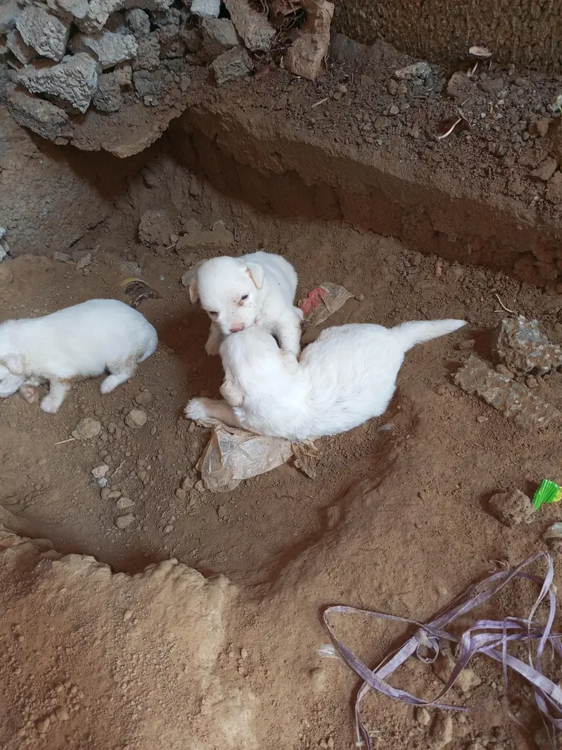 Russian dogs puppies for sale — photo 9