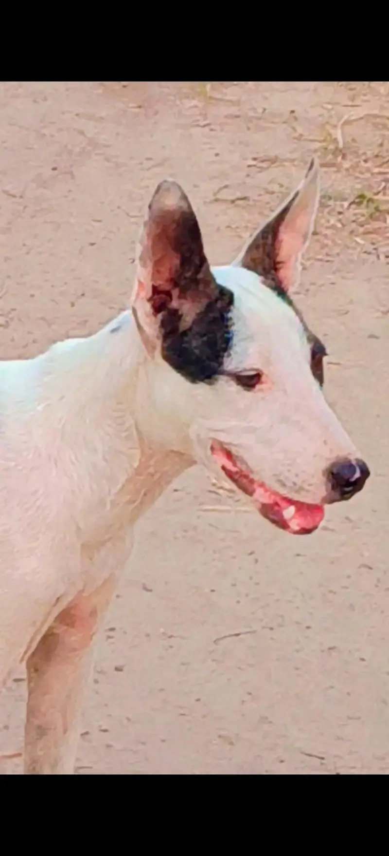 goltiar female