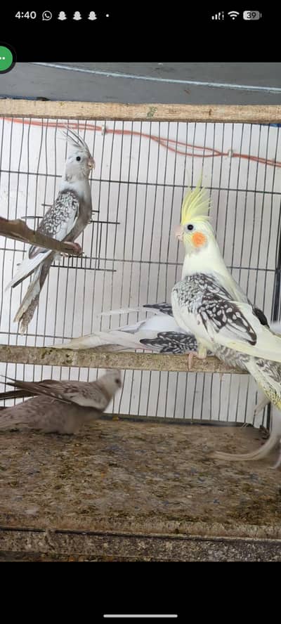 Cockatiel and Java pair available
