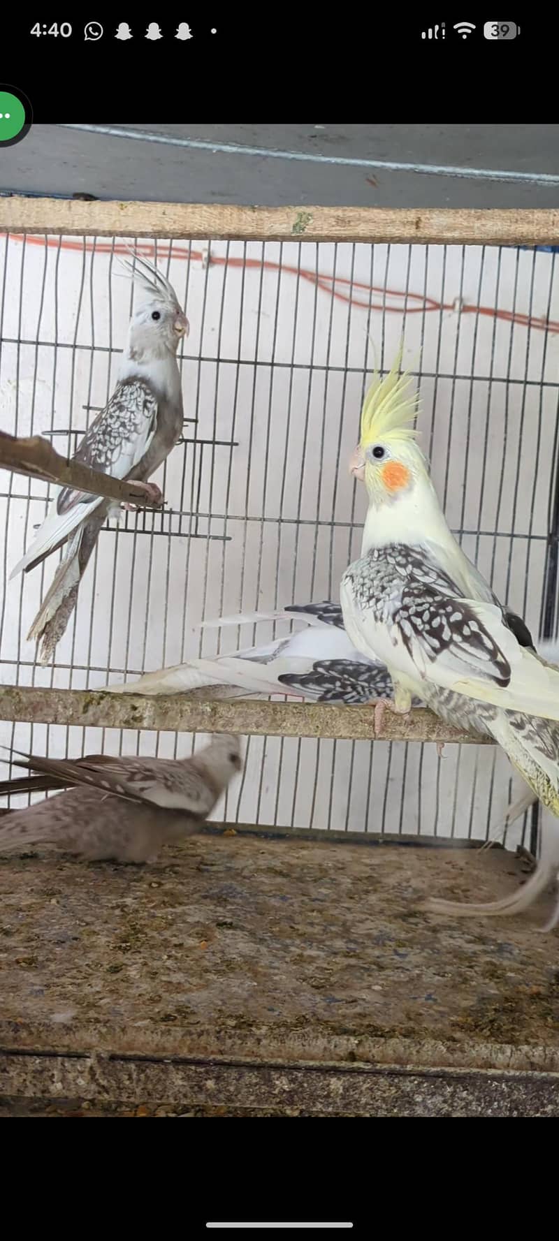 Cockatiel and Java pair available 0
