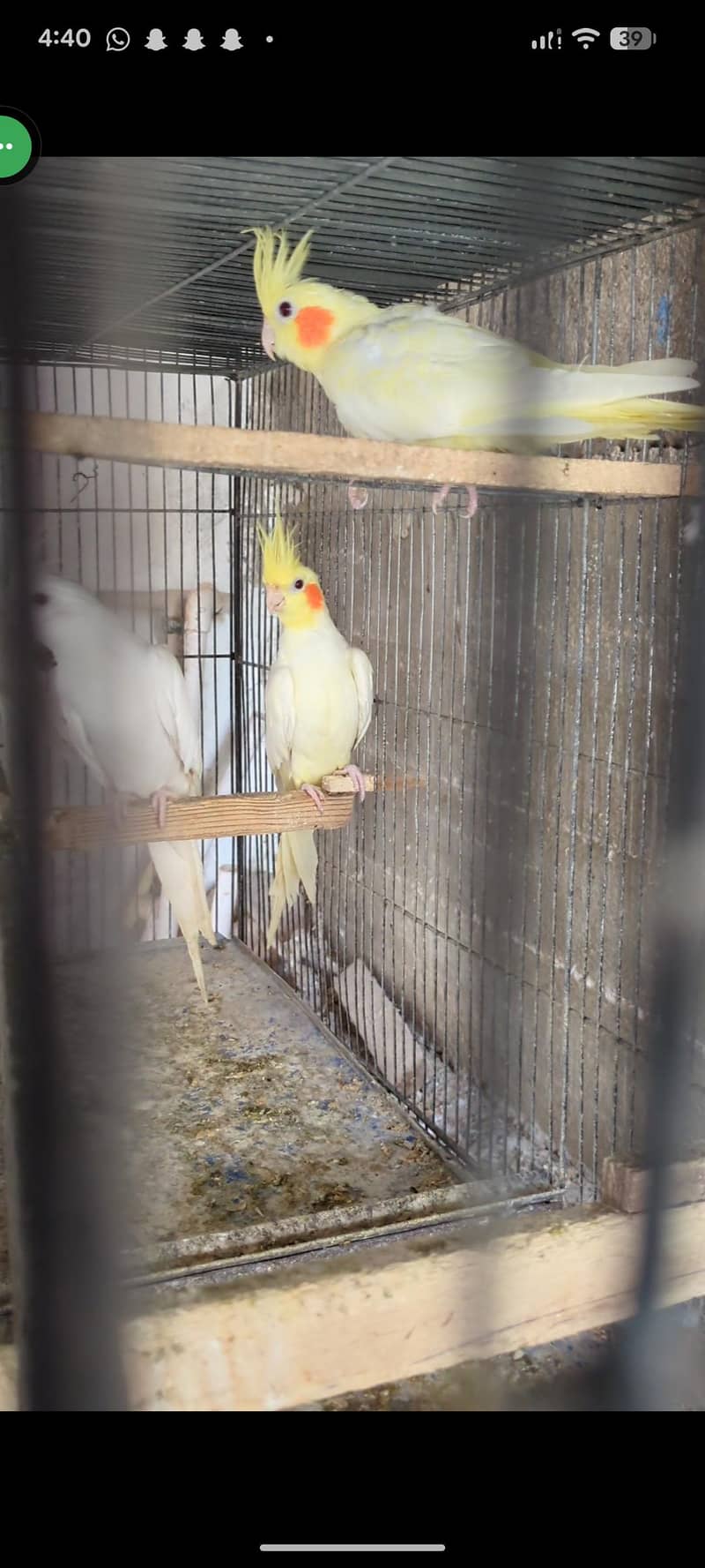 Cockatiel and Java pair available 1