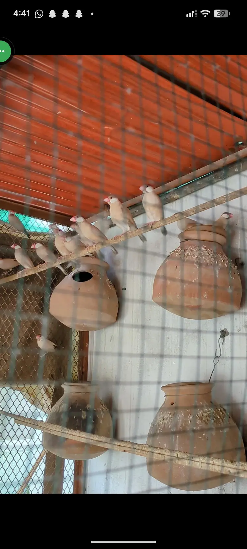 Cockatiel and Java pair available — photo 3