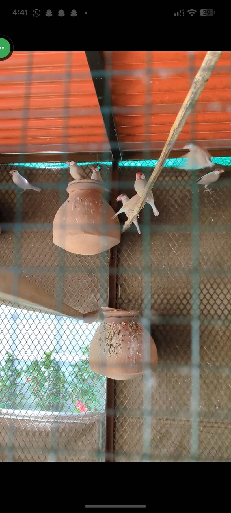 Cockatiel and Java pair available 3