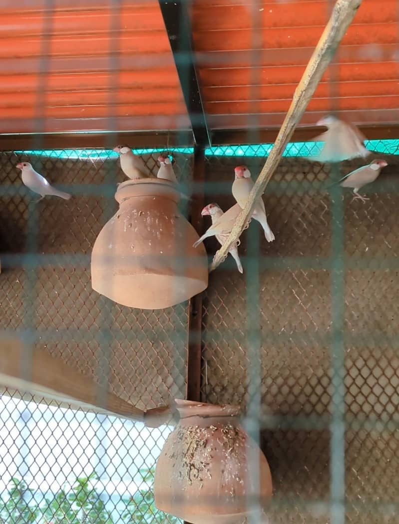Cockatiel and Java pair available 4