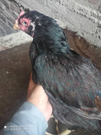 Aseel hens