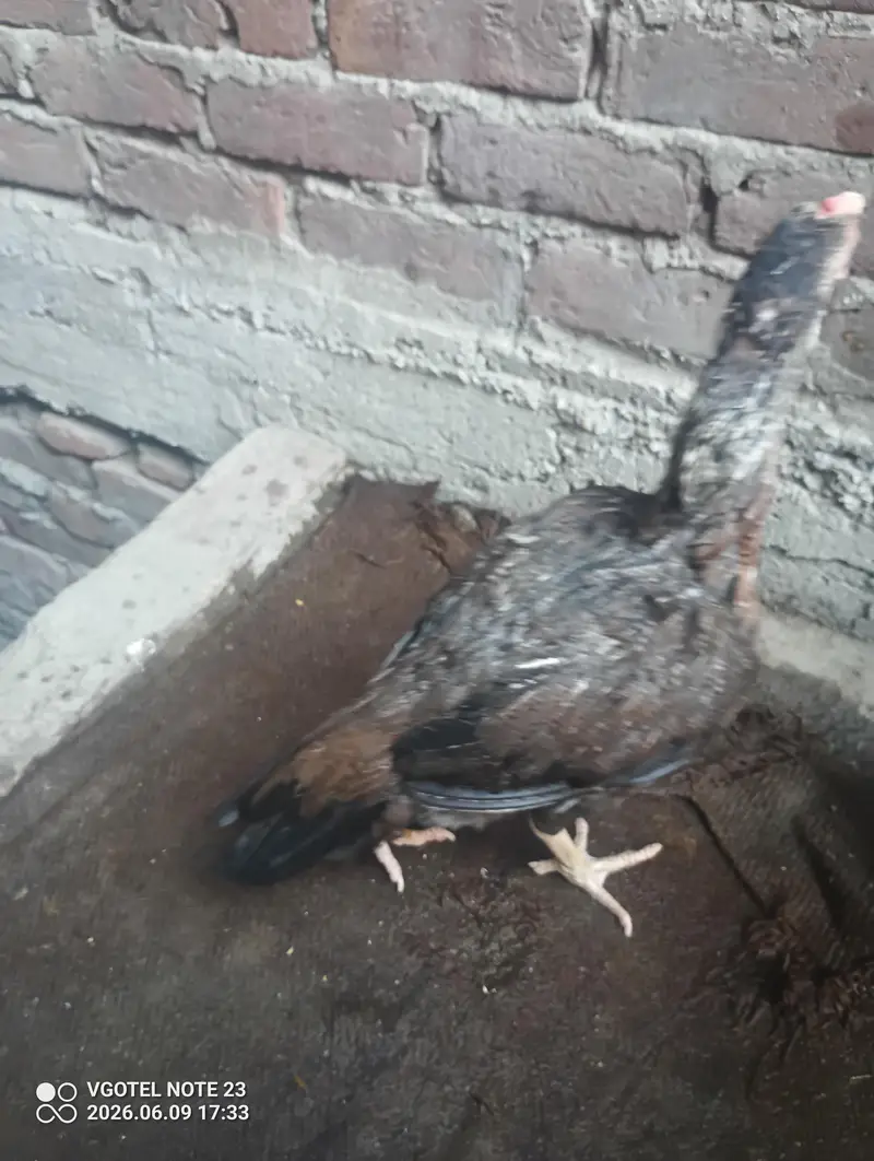 Aseel hens — photo 2