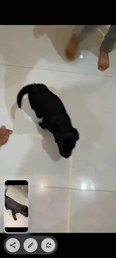 Labrador For sale urgent
