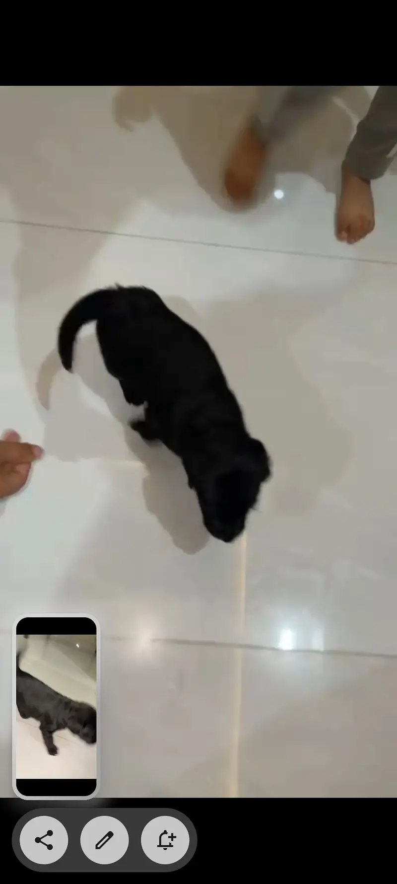 Labrador For sale urgent
