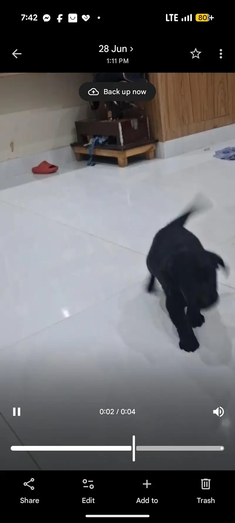 Labrador For sale urgent — photo 2