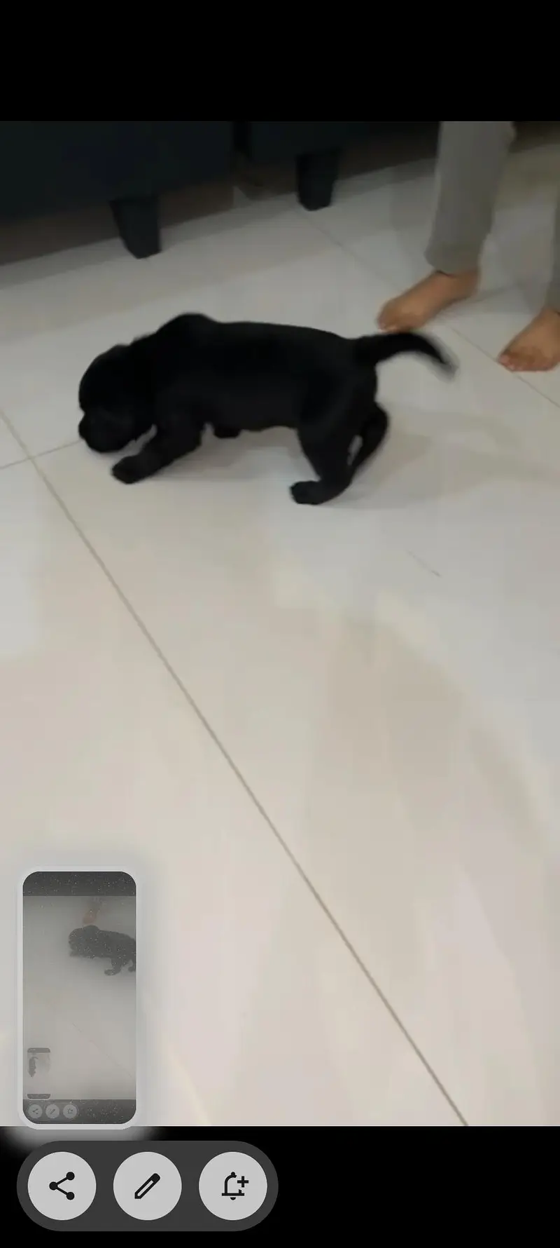 Labrador For sale urgent — photo 3