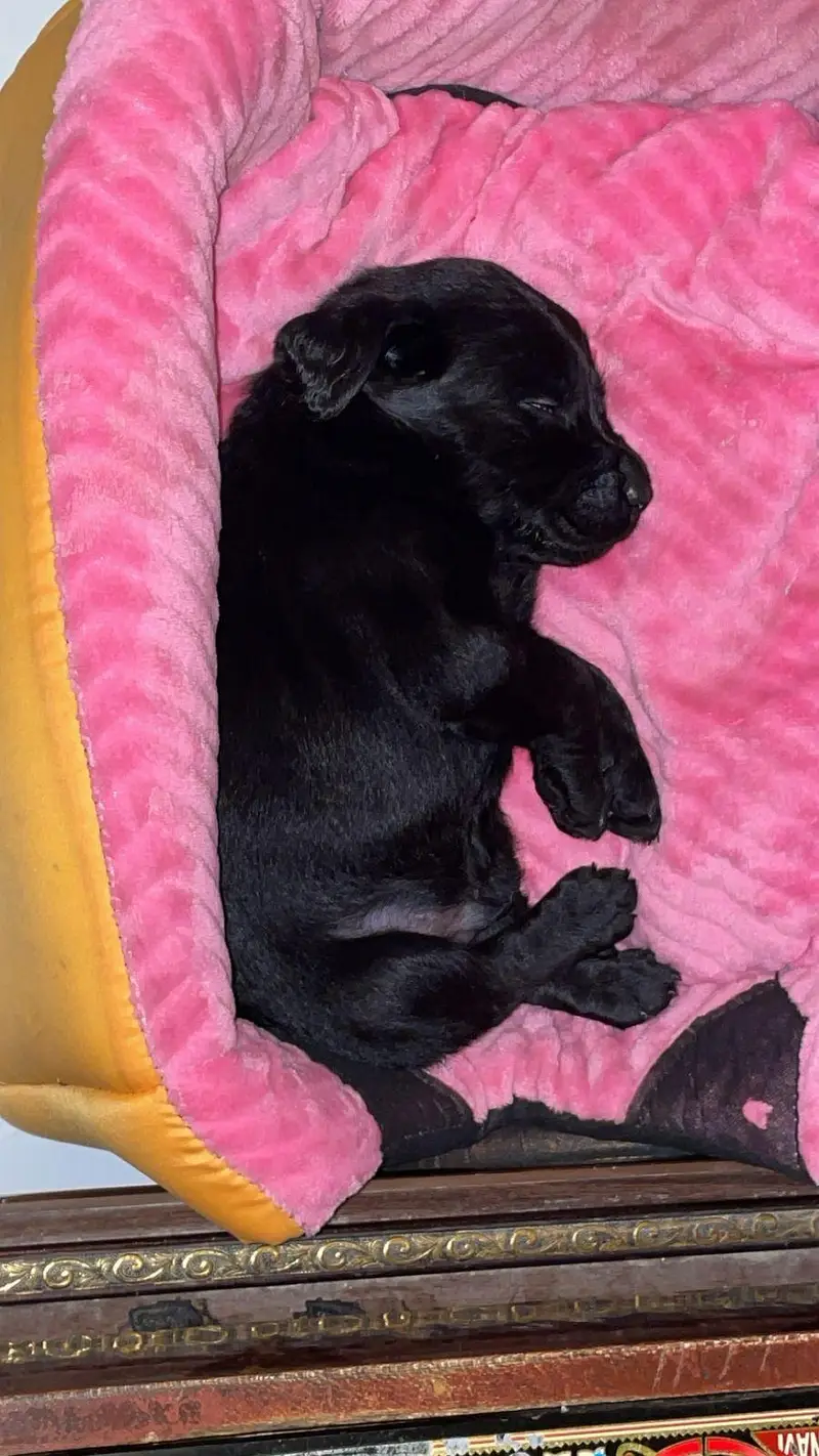 Labrador For sale urgent — photo 4