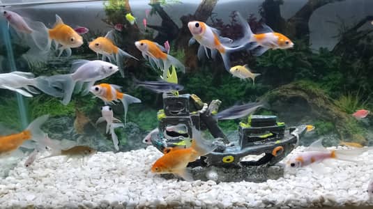 all fishes are available at low prices