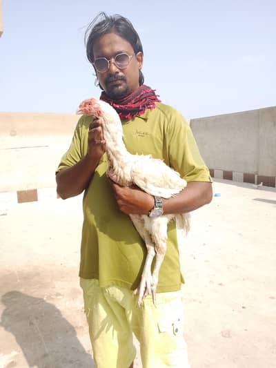 paper white kandari female