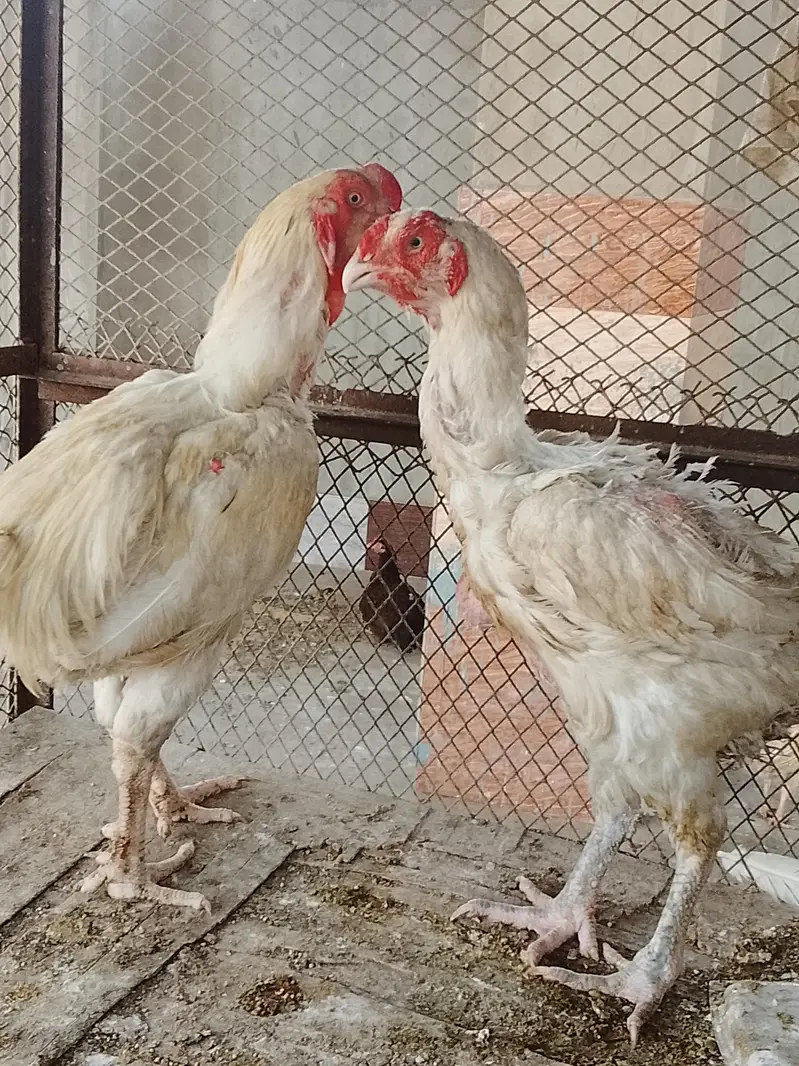 paper white kandari female — photo 2