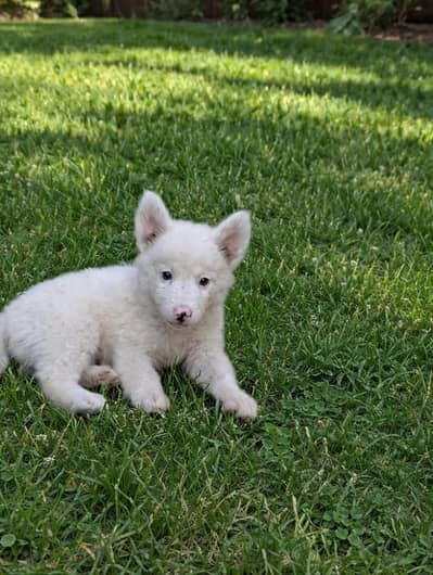 dogs for sale