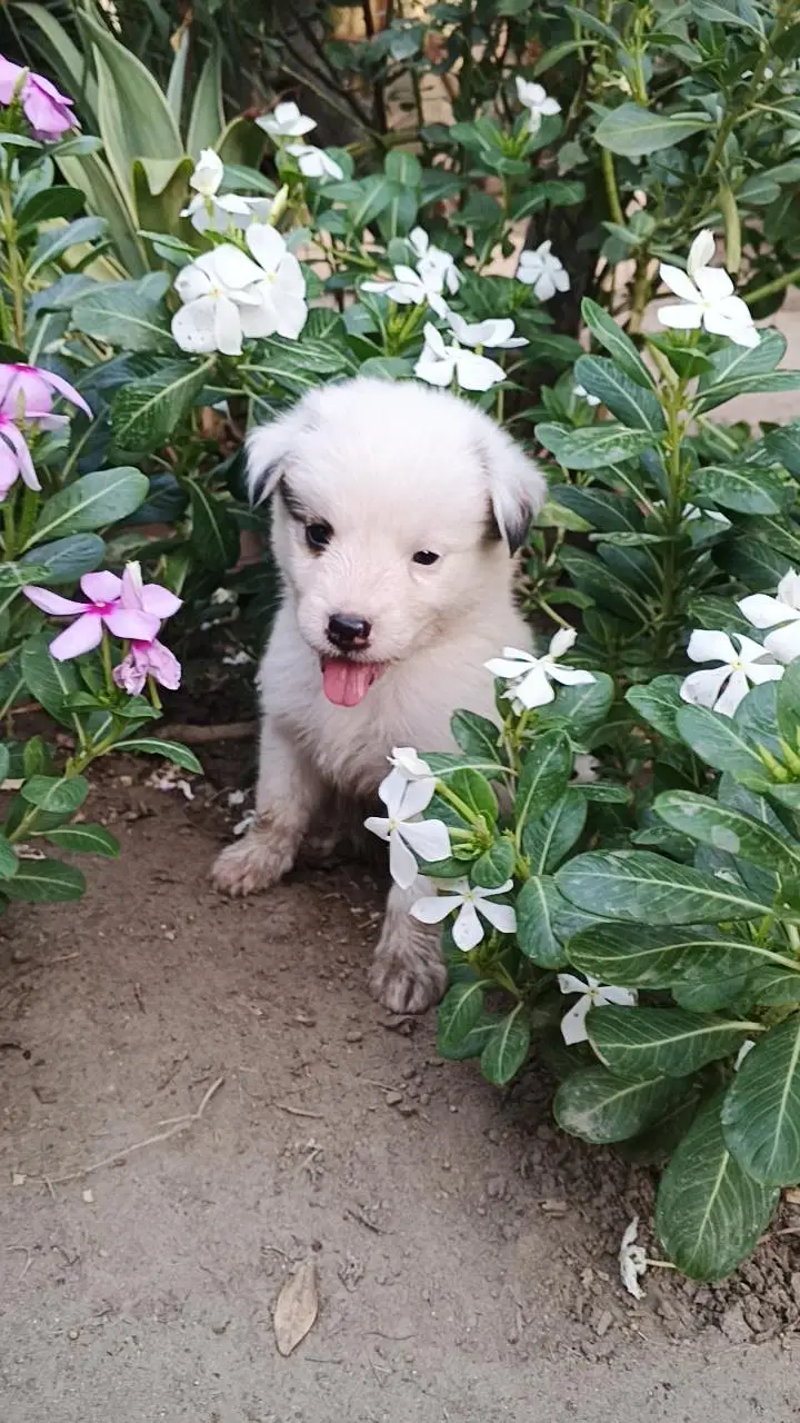 dogs for sale — photo 2
