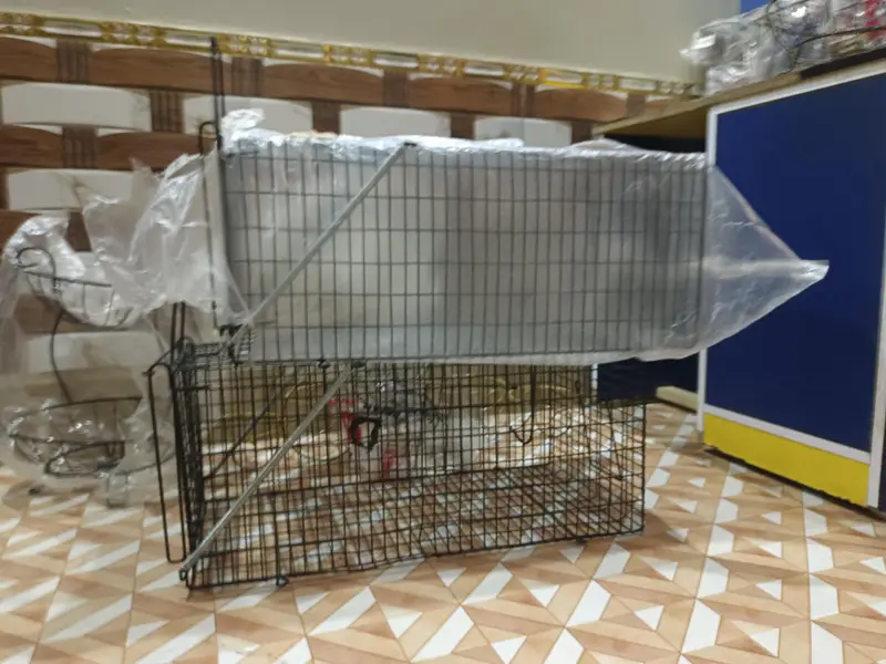 Big Cate Cages — photo 4
