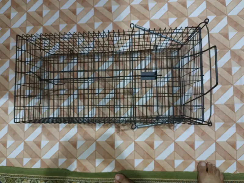 Big Cate Cages — photo 6