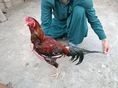 Aseel murga