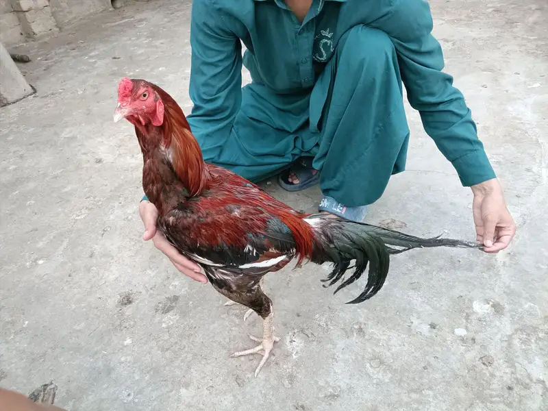 Aseel murga
